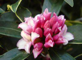 大余金邊瑞香 大余金邊瑞香