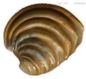 小蛋糕簾蛤 小蛋糕簾蛤