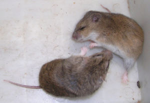 大倉鼠屬 大倉鼠屬