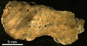 這些3000萬歲的鯨魚肋骨碎片上有很多被Osedax骨蟲鑿出的小孔