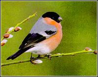 聖米格爾紅腹灰雀