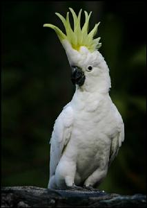 葵花鳳頭鸚鵡菲茨羅伊河亞種 葵花鳳頭鸚鵡菲茨羅伊河亞種