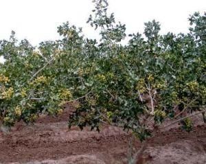 開心果樹 開心果樹