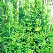 東北豬殃殃 東北豬殃殃