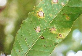 芒果擬莖點霉葉斑病 芒果擬莖點霉葉斑病