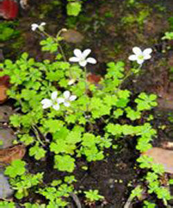 滇西北虎耳草 滇西北虎耳草