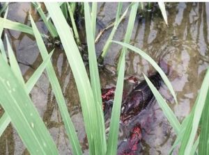 蝦稻共生 蝦稻共生