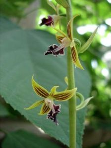 短葉蝦脊蘭 短葉蝦脊蘭