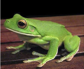 巨雨濱蛙 巨雨濱蛙