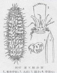 復瓦鱗沙蠶 復瓦鱗沙蠶