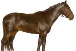 卡巴爾德馬 卡巴爾德馬