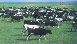 五里鎮[江蘇省淮安市五里鎮]