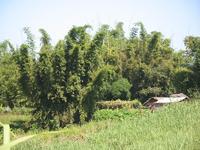 班康自然村 班康自然村