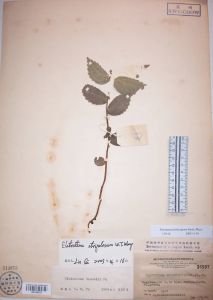 疣果樓梯草 疣果樓梯草