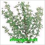 法國百里香 法國百里香