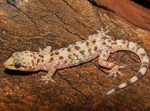 敦煌沙虎 敦煌沙虎