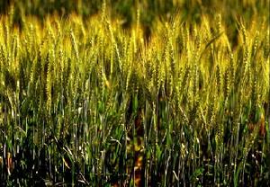 三碳植物 三碳植物