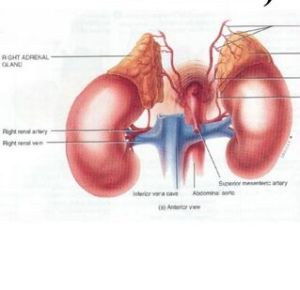 腎上腺皮質激素 腎上腺皮質激素