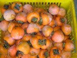 恭城水柿