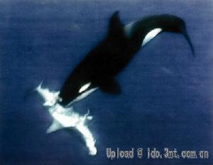 小逆戟鯨吃大白鯊