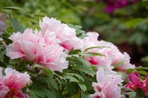 銅陵牡丹 銅陵牡丹