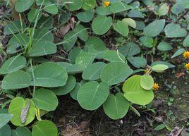 廣東金錢草[薔薇目豆科植物]