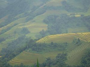茶葉村自然村 茶葉村自然村