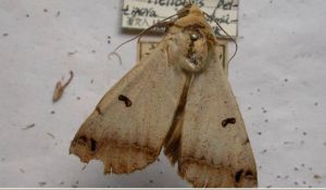 點實夜蛾 點實夜蛾