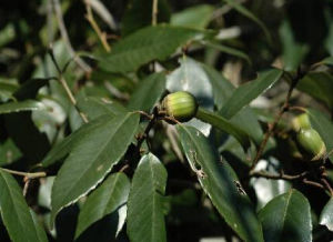 突脈青岡 突脈青岡