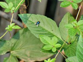 紅母豬藤 紅母豬藤