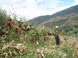雷音寺村 雷音寺村