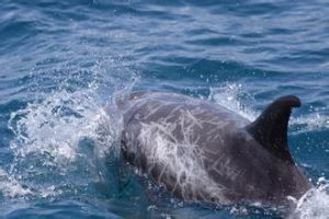 花紋海豚