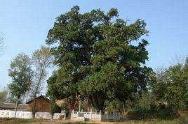 洛南縣古城 洛南縣古城