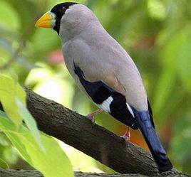 黑頭蠟嘴雀 黑頭蠟嘴雀