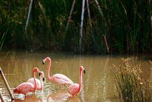 南沙水鳥世界生態園