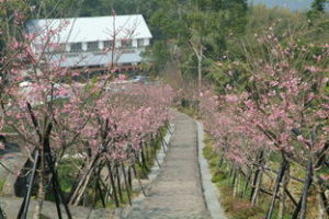 河津鱗木 河津鱗木