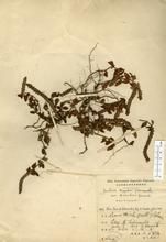 密毛爵床 密毛爵床