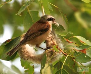 非洲攀雀 非洲攀雀