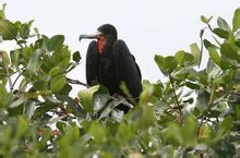 麗色軍艦鳥 麗色軍艦鳥