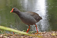 暗色水雞 暗色水雞