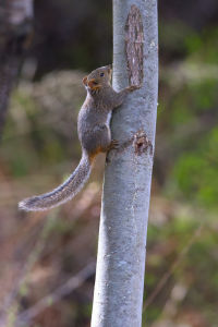 紅腿長吻松鼠 紅腿長吻松鼠