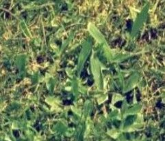 四生臂形草 四生臂形草