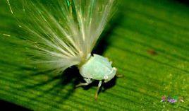 廣翅蠟蟬 廣翅蠟蟬