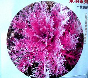 京羽紅2號羽衣甘藍