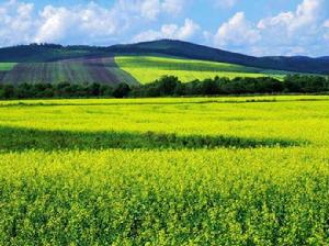 牙克石市林業局生態環境