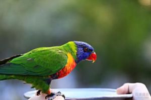 底波蘭奇氏虹彩吸蜜鸚鵡 底波蘭奇氏虹彩吸蜜鸚鵡
