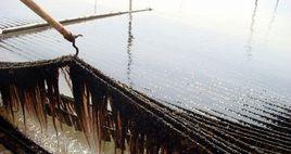 紫菜[紫球藻目紫球藻科植物]