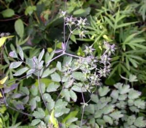 石礫唐松草系 石礫唐松草系