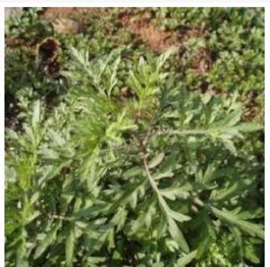 沙漠絹蒿系 沙漠絹蒿系