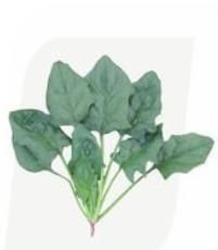 孟山都蔬菜玉米品種